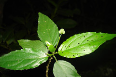 Micrococca beddomei